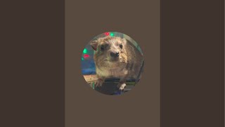 Squiggy the Hyraxs HyraxTube is live [upl. by Nicole105]