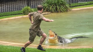 Robert Irwins 19th Birthday Croc Show ft Scrappa  Australia Zoo [upl. by Scrivens]