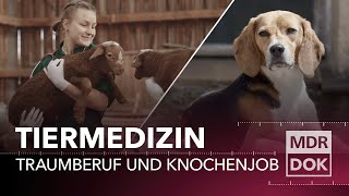 Tiermedizin in Leipzig – Traumberuf und Knochenjob  Entdecke den Osten  MDR DOK [upl. by Enyahs]