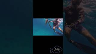 Keys Spearfishing [upl. by Enidan]