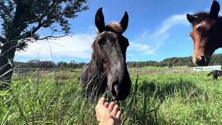 Kawela Ranch Honokaa Hawaii Mares and foals [upl. by Ireland]