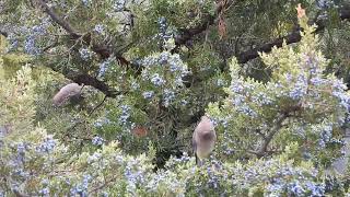 Cedar Waxwings on juniper [upl. by Howell]