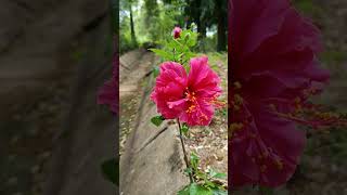 Hibiscus rosa sinensis is a flowering plant in the family  Malvaceae [upl. by Mordecai516]