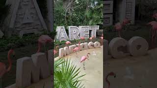 Xcaret Park Flamingos [upl. by Ailekahs]