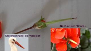 Geranien und Pelargonien  Verschiedene Storchschnabelgewächse [upl. by Collie]