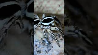 Little Spider Guy Plexippus paykulli [upl. by Einnov254]