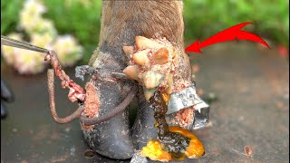 Poor Cows Leg PIERCED by Iron Bar FULL of Pus and Worms 🐄 satisfying 181102 [upl. by Ilke382]