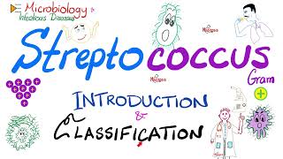 Streptococci  Introduction and Classification Group A Group B Group D  Microbiology 🧫 [upl. by Oregolac]