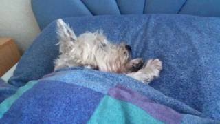 Westie in my bed [upl. by Aiken]