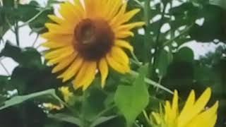 616  Sunflower  All Season Annual  Grow amp Care Hindi Urdu 28118 [upl. by Hnid362]