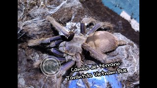 Tarántula Vietnam Blue cambio de encierro  México exótico [upl. by Akihsan484]