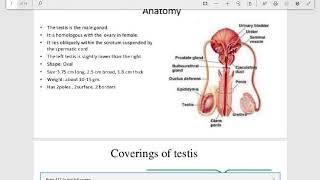 Cryptorchidism Pathology [upl. by Hedgcock]