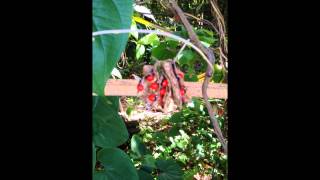 Abrus precatorius  Rosary Pea┃Sacred Herbs and Botanicals [upl. by Aisyla]