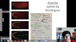 Drosophila development [upl. by Nairim]