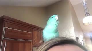 Small parrot talking singing and beatboxing parrot beatbox cutebird amazing birdtalk linnie [upl. by Eciruam]