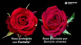 Fontelis  Control de Botrytis en rosas [upl. by Hiller]