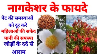 नाग केशर के क्या फायदे है benefits of nagkesartodaysAyurveda mesuaferrea [upl. by Kucik]