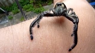 Biggest Jumping Spider EVER DOCUMENTED ON CAMERA Massive male Hyllus Diardi jumps on the camera [upl. by Flor]