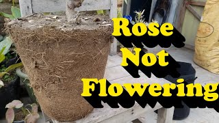 Rose Plant Flowering Booster Technique  Rose plant Maintenance  Rose Plant Growing Tips [upl. by Notsecnirp]