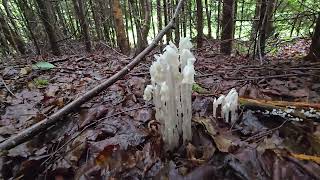 Unique NonPhotosynthetic plant Ghost or Indian Pipe Monotropa uniflora🌸 Cape Split hike trail🪨🏔 [upl. by Buatti842]