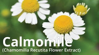 Calmomile Chamomilla Recutita Matricaria Flower Extract [upl. by Yadsendew478]