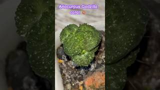 Pencil grafted Ariocurpus Godzilla Coral 🪸 [upl. by Gujral]