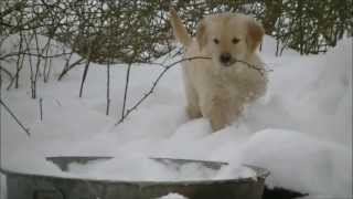 Adorable Golden Retriever Puppies in the Snow [upl. by Eirruc]