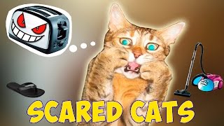 Cats Scared Of Random Things  Scared Cats Compilation  Funny Cats 2016 [upl. by Rehpotsirk]