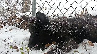 8 Week Blue Bay Shepherd Puppy  1st Snow [upl. by Ury]