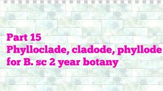 Part 15 Phylloclade cladode phyllode B sc 2 year botany [upl. by Mychael]