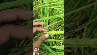 agriculture farming farmer plants organic plantgenetics chasmogamy cleistogamy shortsvideo [upl. by Assele3]