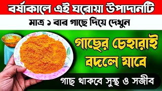 বর্ষাকালের গাছে হলুদ দিলে কি হয় দেখুন  uses of Turmeric powder for plant  Organic Fungicide [upl. by Eibo]