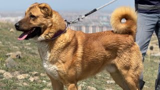 AZERBAYCAN’IN EN BÜYÜK QURDBASAR ÇİFTLİĞİ  KURTBASAR KÖPEKLER [upl. by Naryk]