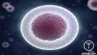 Stem Cell Breakthrough The Cure For Everything [upl. by Roanne152]