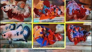 MOST BEAUTIFUL PLAKAT BETTA FISH CATLOUGE [upl. by Ulah]