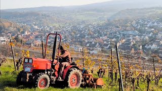 Bodenbearbeitung im Weinberg Sauerburger Schmalspur schlepper mit Spatenmaschine Sicma WFS [upl. by Neysa]