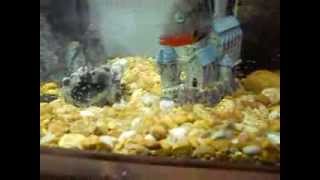 Firemouth Convict Cichlid Hybrid Babies [upl. by Sorrows]