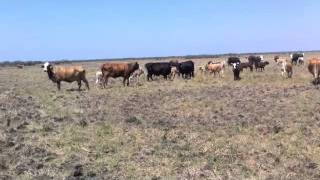 Crossbred Cows in El CampoBrafordsBrangus and a Few Crossbred [upl. by Annahc]