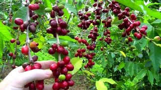 Make a Cup of Coffee Starting From Scratch  Coffea arabica  Video [upl. by Thais]