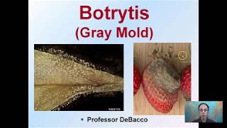 Botrytis Gray Mold [upl. by Conyers]