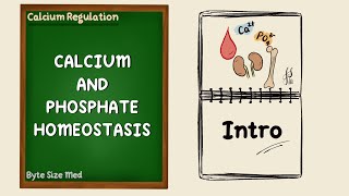 Calcium and Phosphate Homeostasis  Intro to Calcium Regulation  Endocrine Physiology [upl. by Apgar]