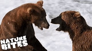 Epic Alaskan Grizzly Bear Fight  Nature Bites [upl. by Noxid]