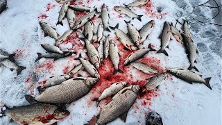 TullibeeWhite Fish Fishing at Leech Lake [upl. by Sukul889]