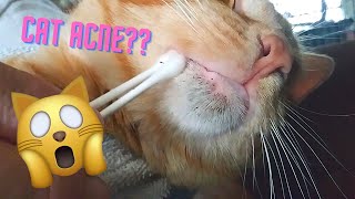 Feline Acne ASMR  Satisfying Blackhead Removal  Relaxing Cat Chin Pimple Cleaning  Home Remedy [upl. by Gnilyarg]