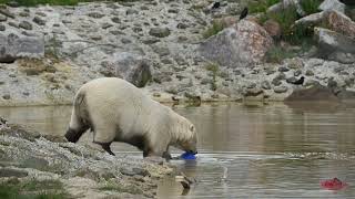 Polar Bear Action [upl. by Loring]