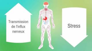 3TUTOFORMATION GESTION DU STRESS Canaliser son stress  Institut François Bocquet [upl. by Noella57]