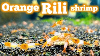 Beautiful Orange Rili Neocaridina Shrimp [upl. by Laved]