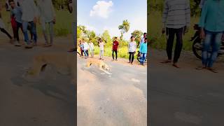 Dog Reca Kolhapur 46  महाराष्ट्र चॅम्पियन चार्ली  dog trending viral shortvideo [upl. by Gorman210]