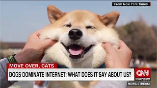 Does the Internet prefer dogs over cats [upl. by Crescentia]