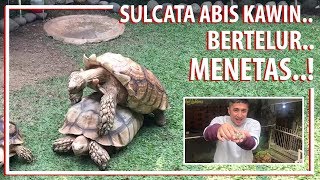 Kurakura Sulcata Abis Kawin Bertelur Menetas [upl. by Mccready]